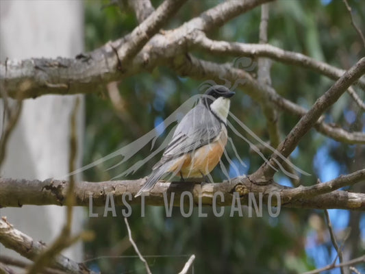 Rufous whistler - singing and flying between trees 4K