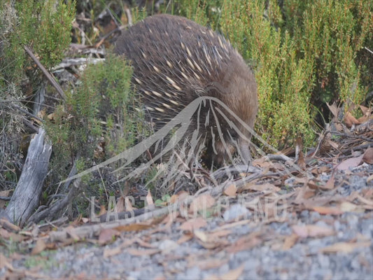 Short-beaked echidna - exploring the bush sequence 4K