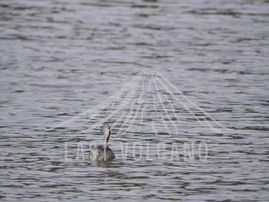 Hoary-headed grebe - grebes swimming across a lake 4K