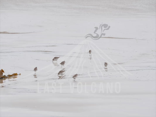 Sanderling - large flocks flying around the beach 4K