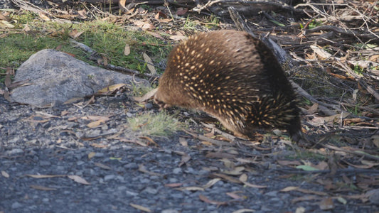 Short-beaked echidna - highlights package of echidnas at Cradle Mountain 4K