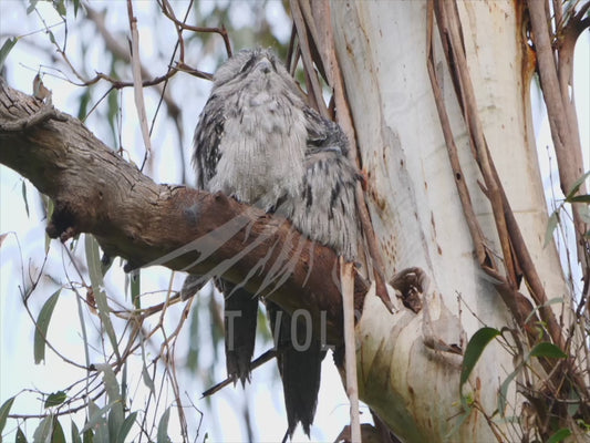 Tawny frogmouth - male and female on a branch 4K