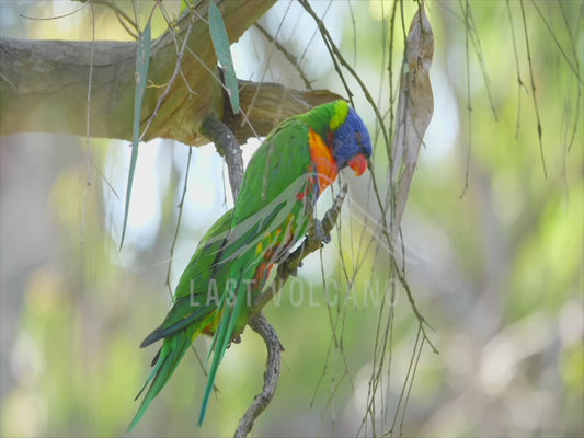 Rainbow lorikeet - two perched and asleep 4K