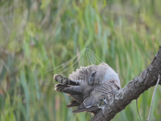 Crested pigeon - preening 4K