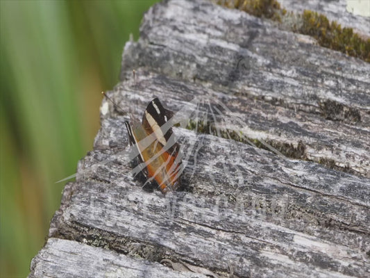 Yellow admiral butterfly - 4K