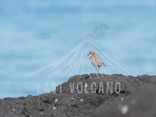 Red-capped plover - sitting on a rock by the sea 4K