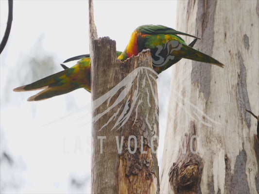 Rainbow lorikeet - two birds in a tree hollow 4K