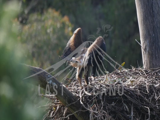 Wedge-tailed eagle - 1 chick in a nest 4K