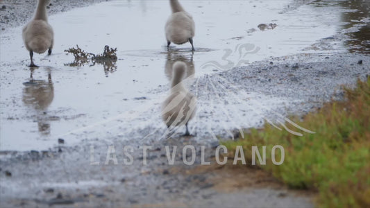 Black swan cygnets running through a puddle 4K