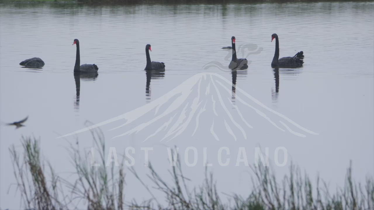 The black swan is a large waterbird, a species of swan which breeds mainly in the southeast and southwest regions of Australia. 