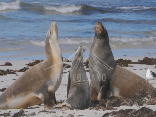 Australian sea lion - regurgitating food 4K