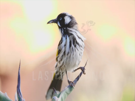 New Holland honeyeater - close up 4K