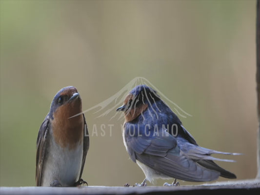 Welcome Swallow - two birds close up 4K