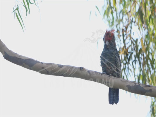 Gang-gang cockatoo - male perched 4K