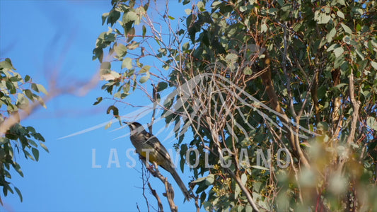 Red wattlebird - one bird in a tree sequence 4K