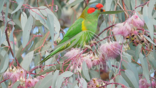 Musk lorikeet - eating pink blossom 4K