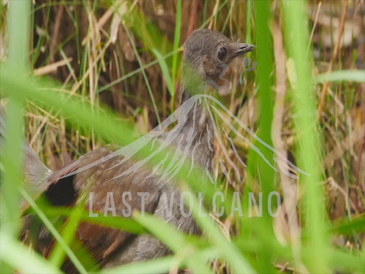 Superb lyrebird - close up of bird in the bush 4K