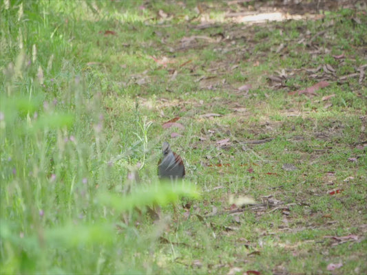 Brush bronzewing - sequence 4K