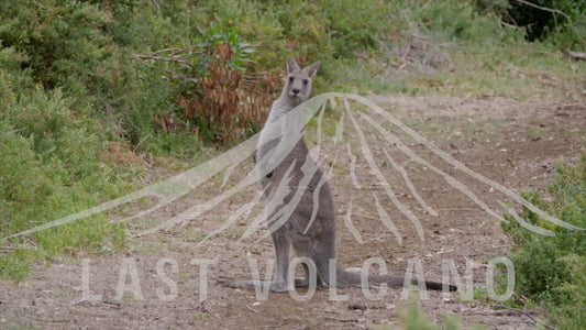 Eastern grey Kangaroo - adult bouncing away 4K