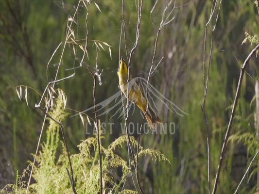 Yellow-tufted honeyeater - eating cobwebs 4K