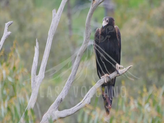 Wedge-tailed eagle - perched on a branch over a gorge 4K