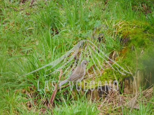 Grey shrikethrush - hoping along a lawn 4K