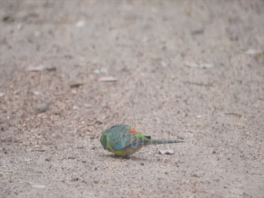 Red-rumped parrot - on the ground feeding 4K