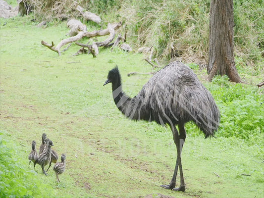 Emu - father and six chicks walking and eating sequence 4K