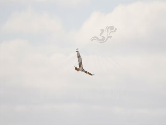 Swamp harrier - hovering, flying, hunting sequence 4K